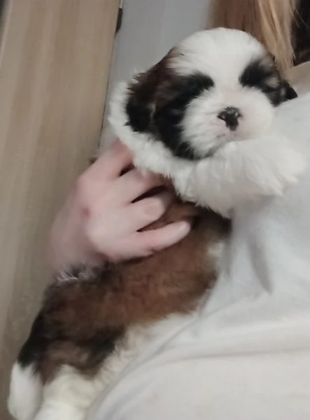 meraviglioso cuccioli di razza Shitzu toy taglia piccola per ladozione gratuita | Foto 2