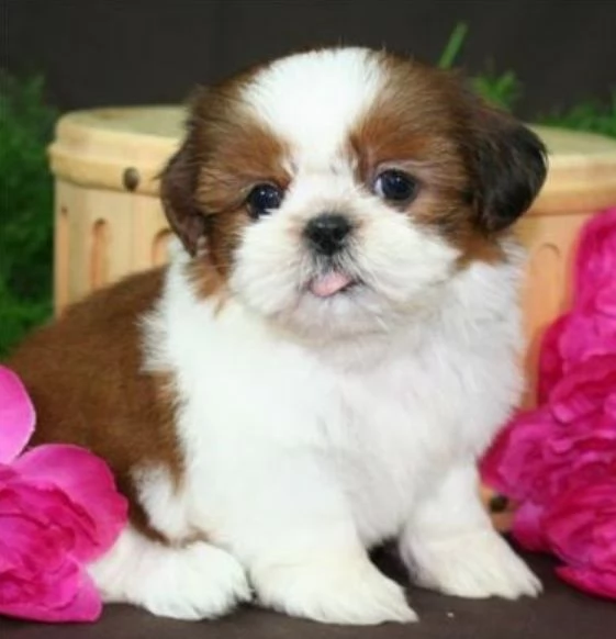 meraviglioso cuccioli di razza Shitzu toy taglia piccola per ladozione gratuita | Foto 1