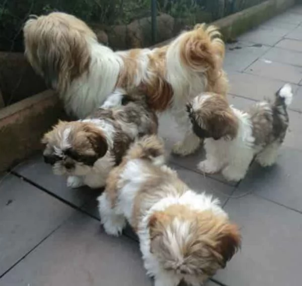 meraviglioso cuccioli di razza Shitzu toy taglia piccola per ladozione gratuita | Foto 0