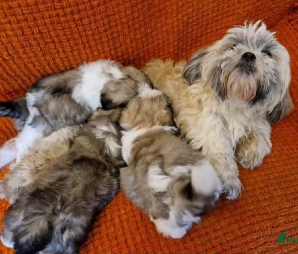 meraviglioso cuccioli di razza Shitzu toy taglia piccola per ladozione gratuita | Foto 4