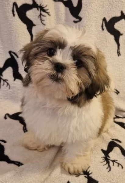 meraviglioso cuccioli di razza Shitzu toy taglia piccola per ladozione gratuita | Foto 3