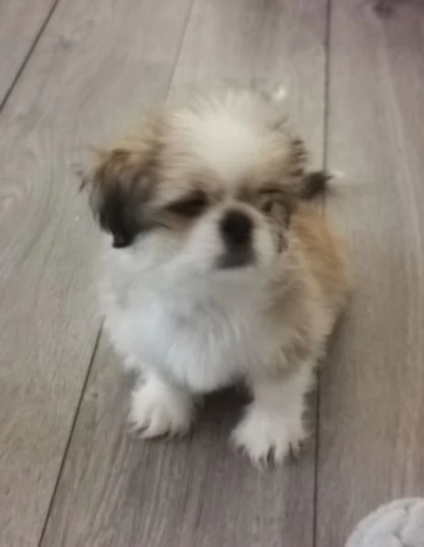 meraviglioso cuccioli di razza Shitzu toy taglia piccola per ladozione gratuita | Foto 12
