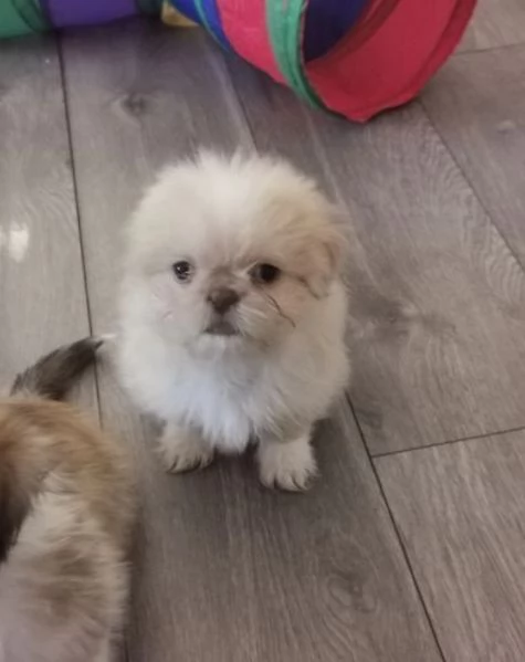 meraviglioso cuccioli di razza Shitzu toy taglia piccola per ladozione gratuita