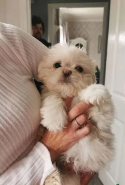 meraviglioso cuccioli di razza Shitzu toy taglia piccola per ladozione gratuita | Foto 7