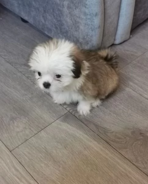 meraviglioso cuccioli di razza Shitzu toy taglia piccola per ladozione gratuita | Foto 4