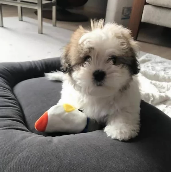 meraviglioso cuccioli di razza Shitzu toy taglia piccola per ladozione gratuita | Foto 3