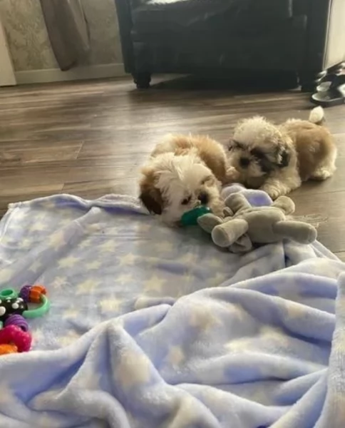 meraviglioso cuccioli di razza Shitzu toy taglia piccola per ladozione gratuita