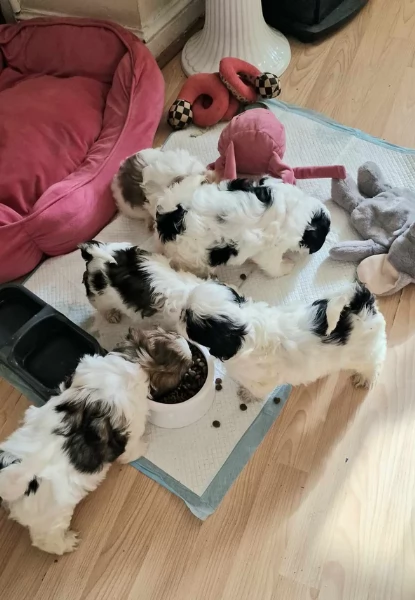 meraviglioso cuccioli di razza Shitzu toy taglia piccola per ladozione gratuita | Foto 1