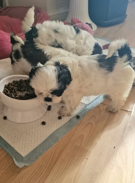 meraviglioso cuccioli di razza Shitzu toy taglia piccola per ladozione gratuita | Foto 0