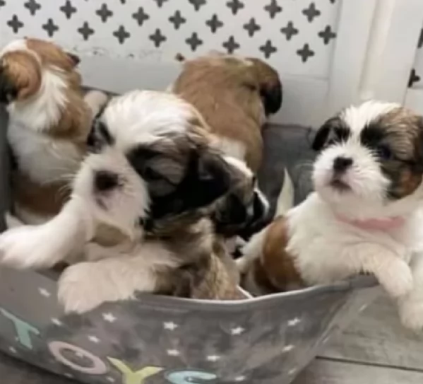 meraviglioso cuccioli di razza Shitzu toy taglia piccola per ladozione gratuita | Foto 4