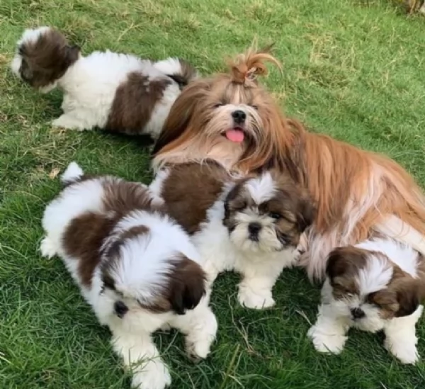 meraviglioso cuccioli di razza Shitzu toy taglia piccola per ladozione gratuita | Foto 0