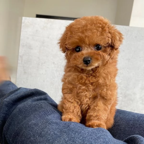 Barboncini toy cuccioli 
