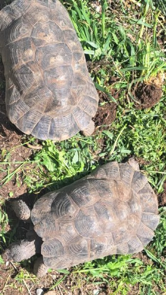 scambio Testudo Marginata Sarda | Foto 1