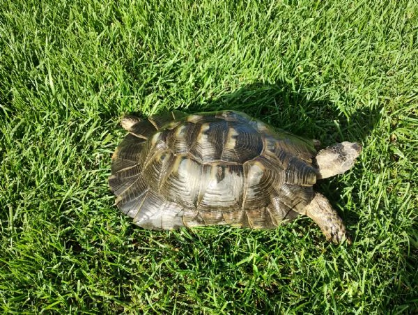 scambio Testudo Marginata Sarda | Foto 2