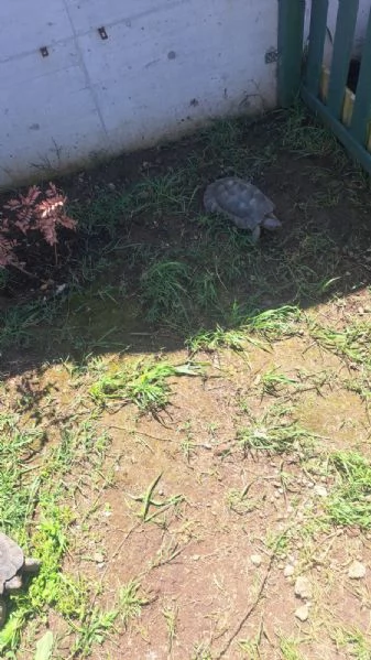 scambio Testudo Marginata Sarda | Foto 0