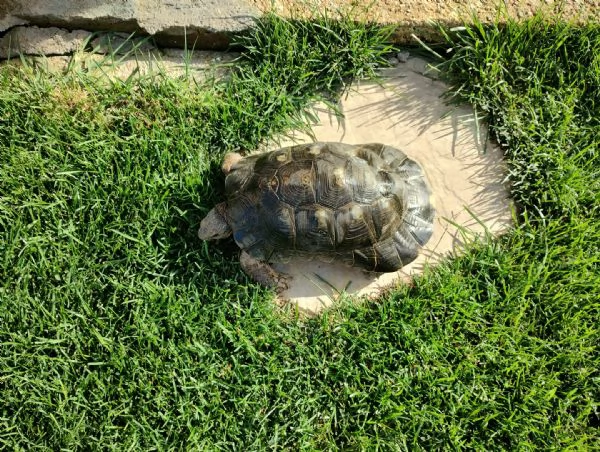 scambio Testudo Marginata Sarda | Foto 1