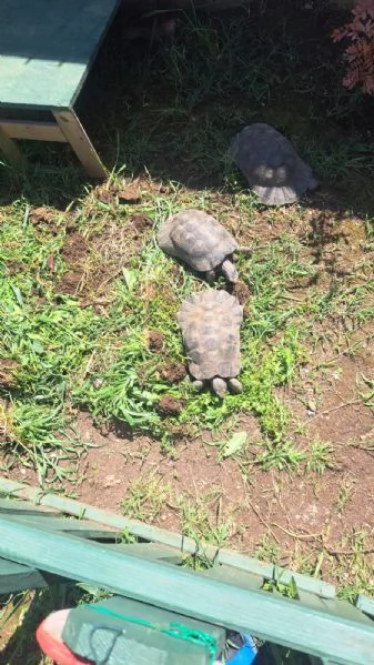 scambio Testudo Marginata Sarda