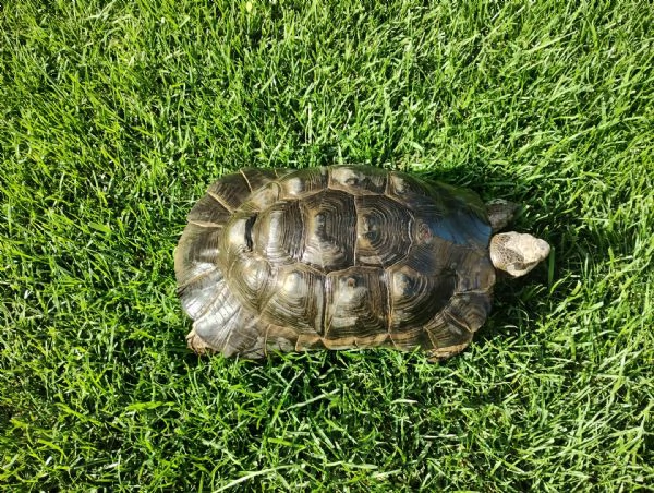 scambio Testudo Marginata Sarda | Foto 0