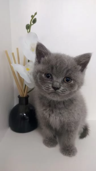 British shorthair