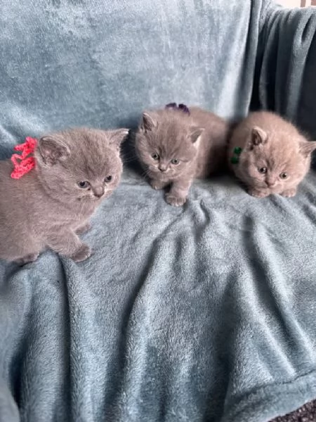 Cuccioli british shorthair
