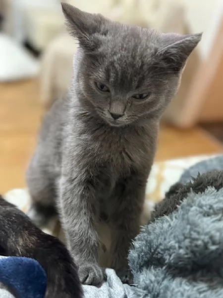 Cuccioli british shorthair grigioblu