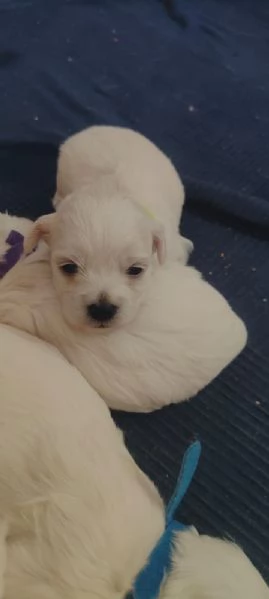 Cuccioli di maltese 