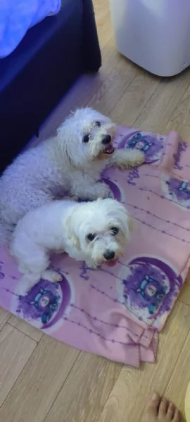 Cuccioli di maltese  | Foto 0