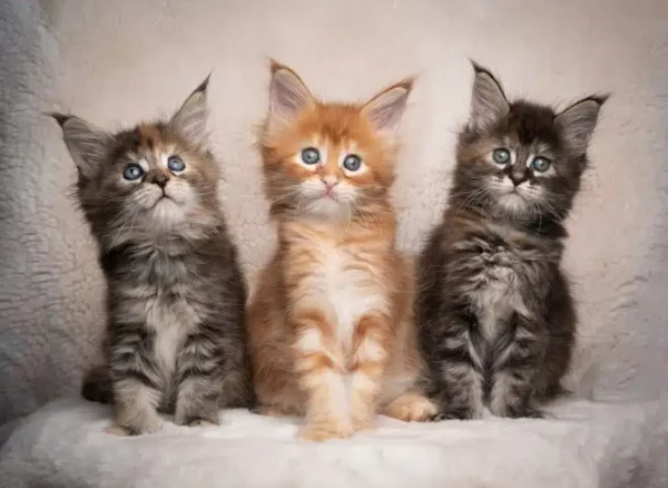 Magnifici Cuccioli Maine Coon  Giganti Gentili Cercano Famiglia Amante