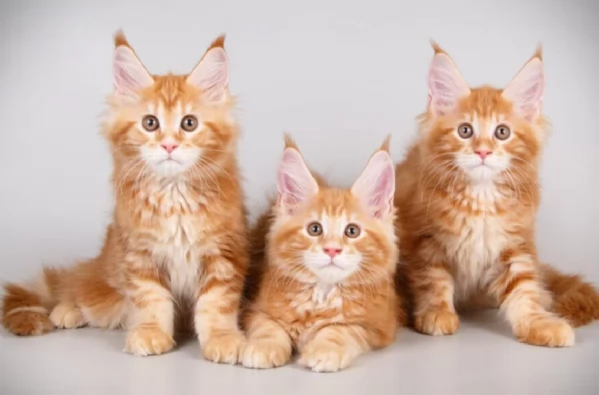 Magnifici Cuccioli Maine Coon  Giganti Gentili Cercano Famiglia Amante | Foto 3