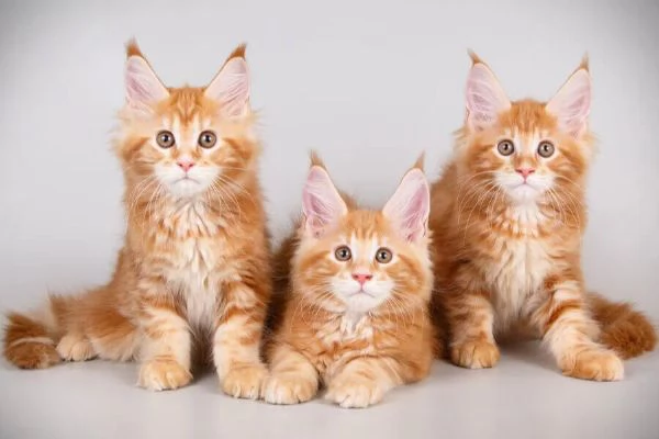 Magnifici Cuccioli Maine Coon  Giganti Gentili Cercano Famiglia Amante | Foto 2
