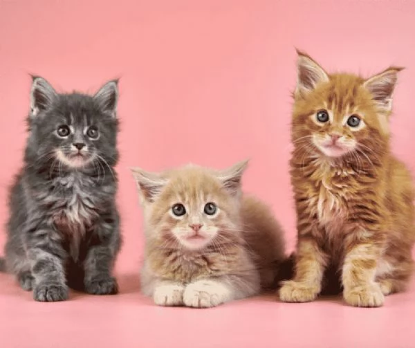 Magnifici Cuccioli Maine Coon  Giganti Gentili Cercano Famiglia Amante | Foto 1