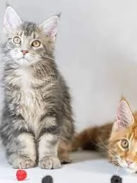Magnifici Cuccioli Maine Coon  Giganti Gentili Cercano Famiglia Amante | Foto 0