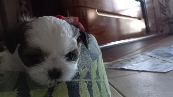 Regalo | Foto 3
