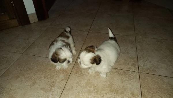 Regalo | Foto 1