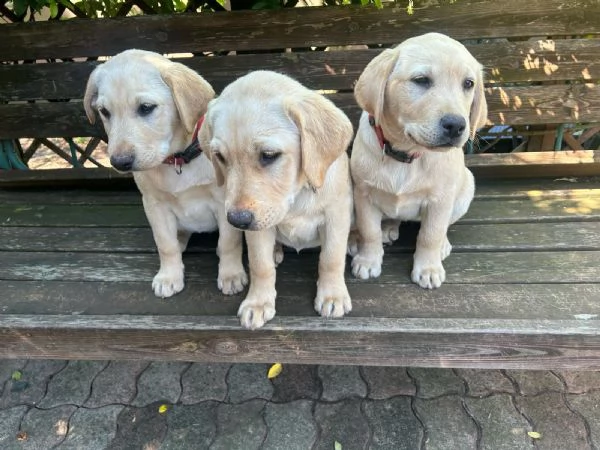 7 Labrador 