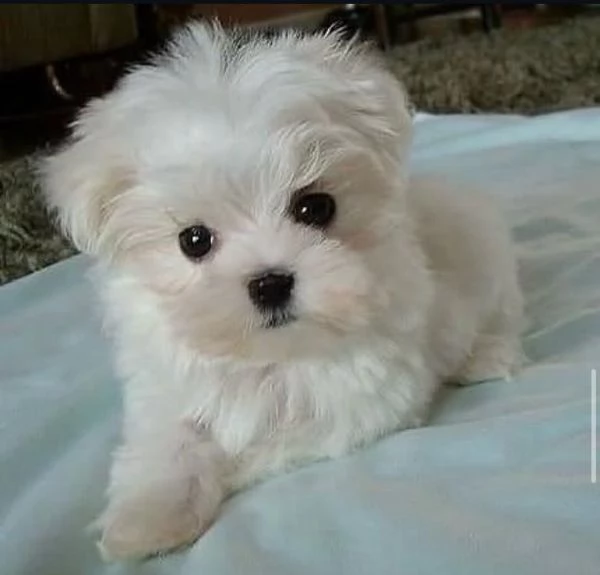 Maltese koreano
