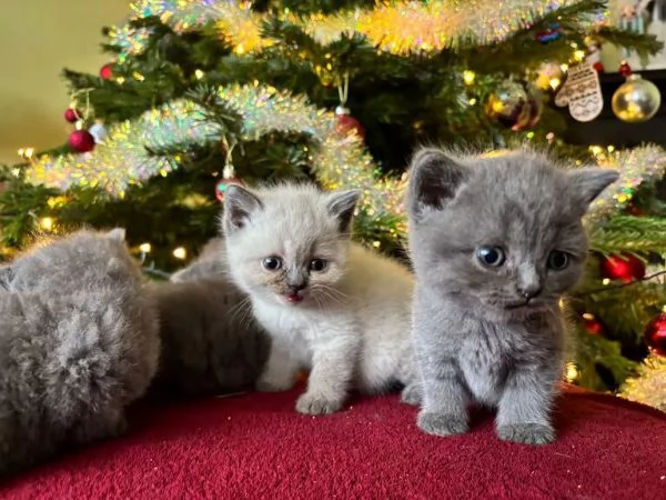 Gattino British Shorthair