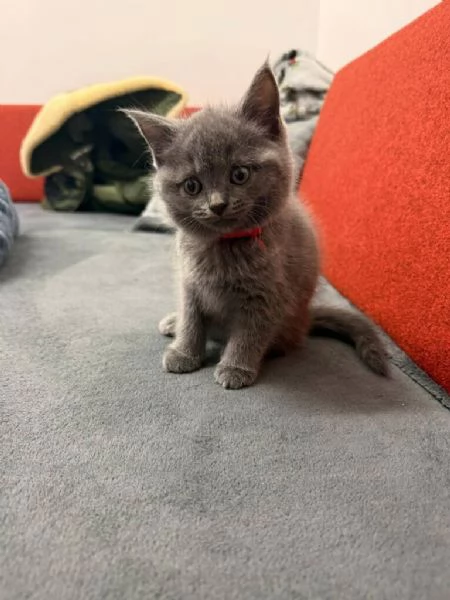 British Shorthair