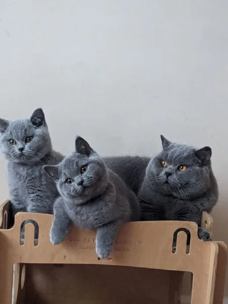 British shorthair blue
