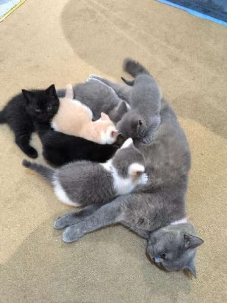 British Shorthair