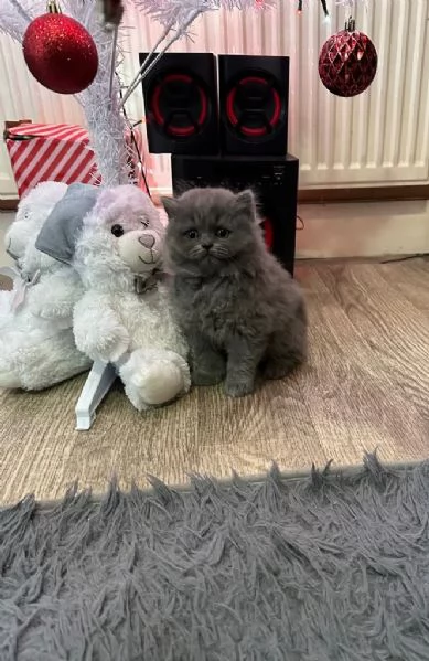 British shorthair
