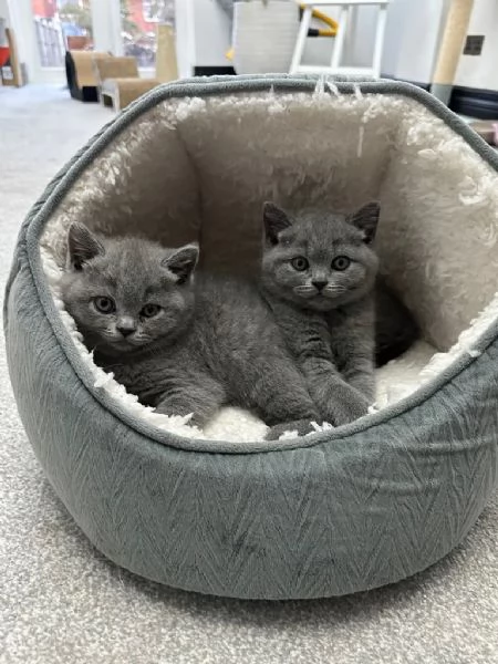 Gattini di razza British Shorthair