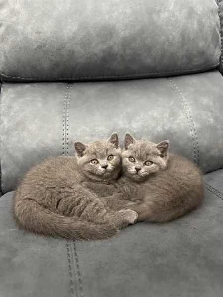 British shorthair