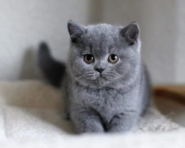 British shorthair cuccioli