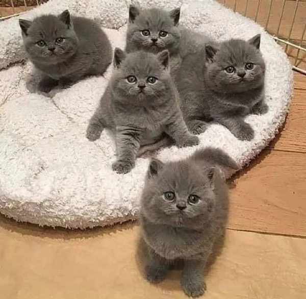 British shorthair