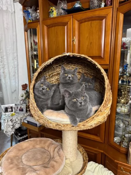 British shorthair