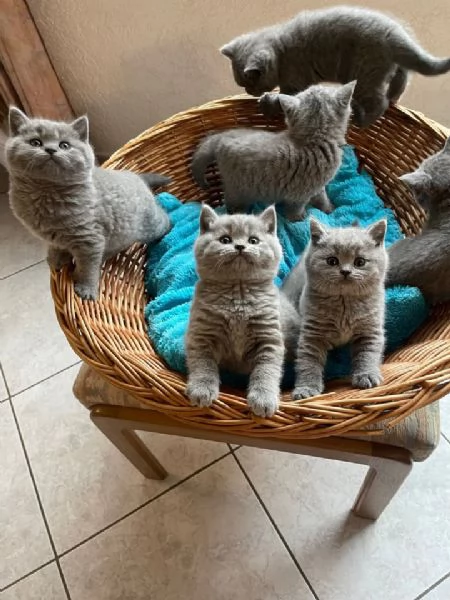  British shorthair