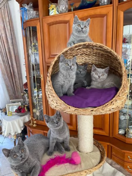  British shorthair