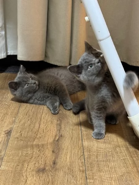  British shorthair