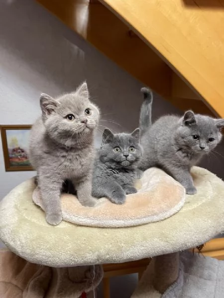 British shorthair